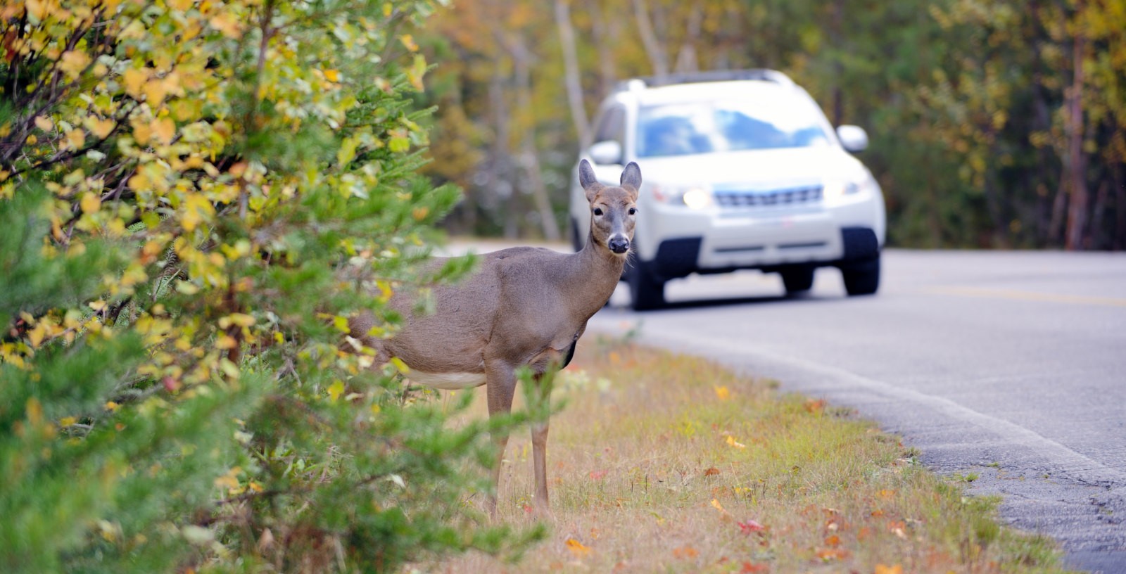 Permeabilidad fauna carreteras_Diputacion Foral Bizkaia_IDOM_0