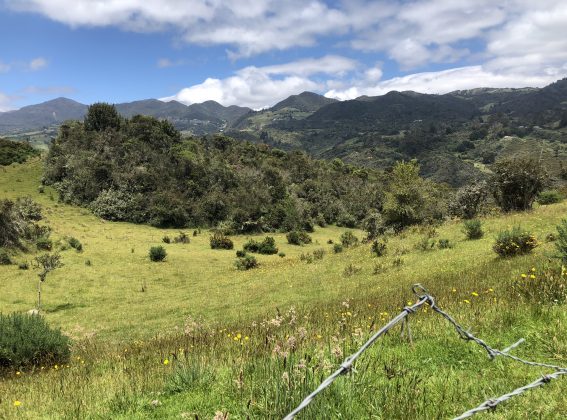 Infraestructura verde y SbN para garantizar la seguridad hídrica en Bogotá