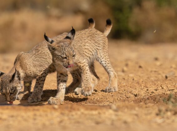 Lince ibérico: de especie en peligro de extinción a ejemplo de éxito